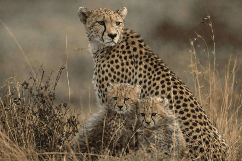 Bandhavgarh National Park, Madhya Pradesh