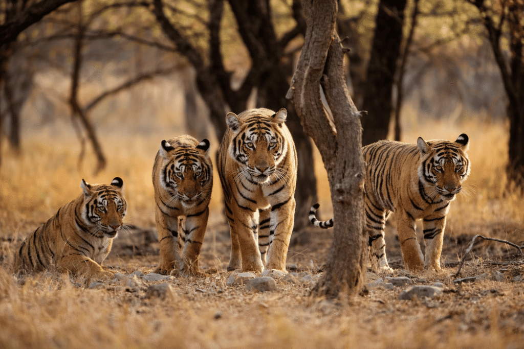 Best Wildlife Sanctuaries and National Parks in India