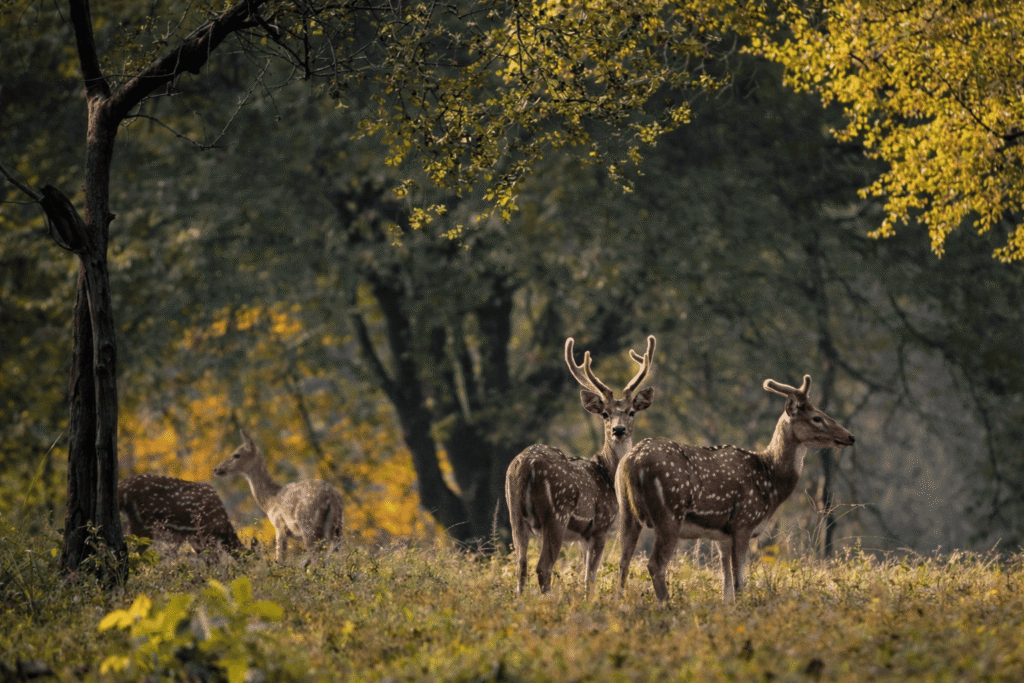 Kanha National Park, Madhya Pradesh