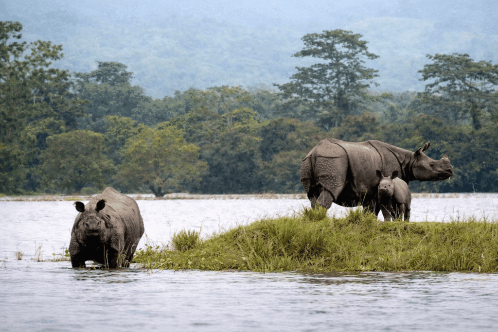 Kaziranga National Park, Assam