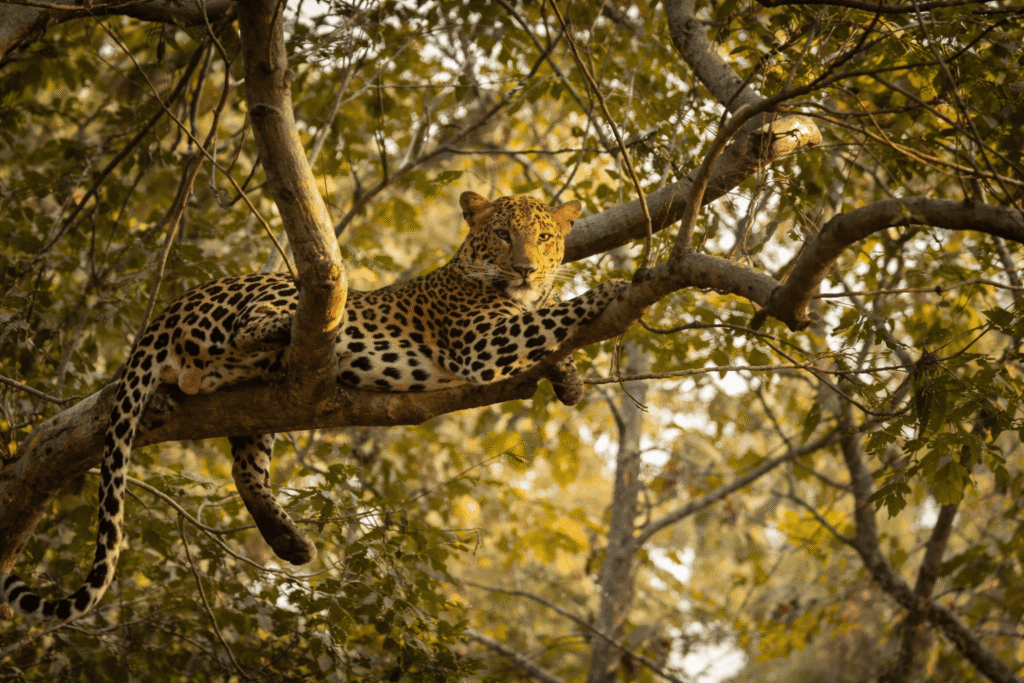 Nagarhole National Park, Karnataka