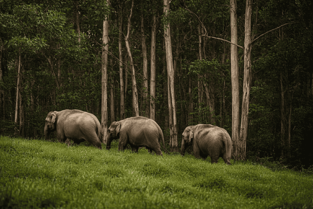 Periyar Wildlife Sanctuary, Kerala