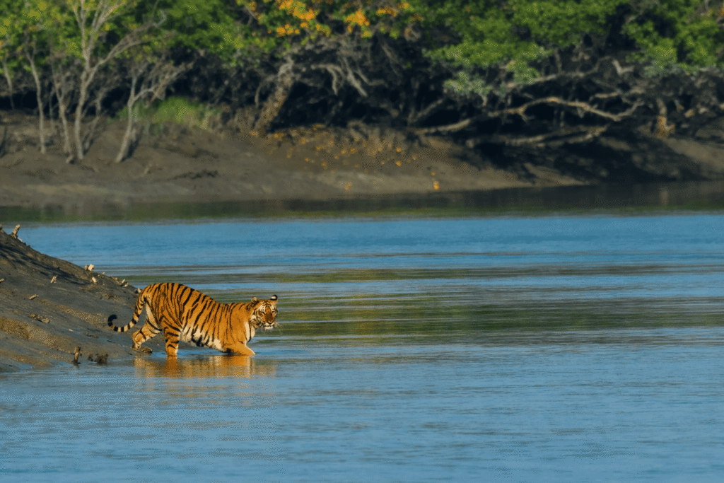 Sundarbans National Park, West Bengal