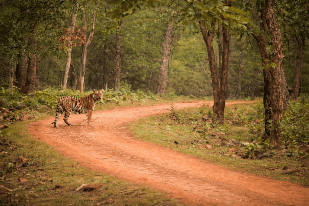 Tadoba Andhari Tiger Reserve, Maharashtra