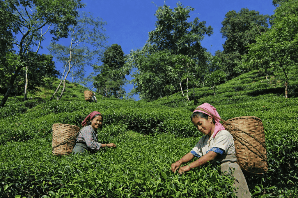 Darjeeling Tea: The Champagne of Teas
