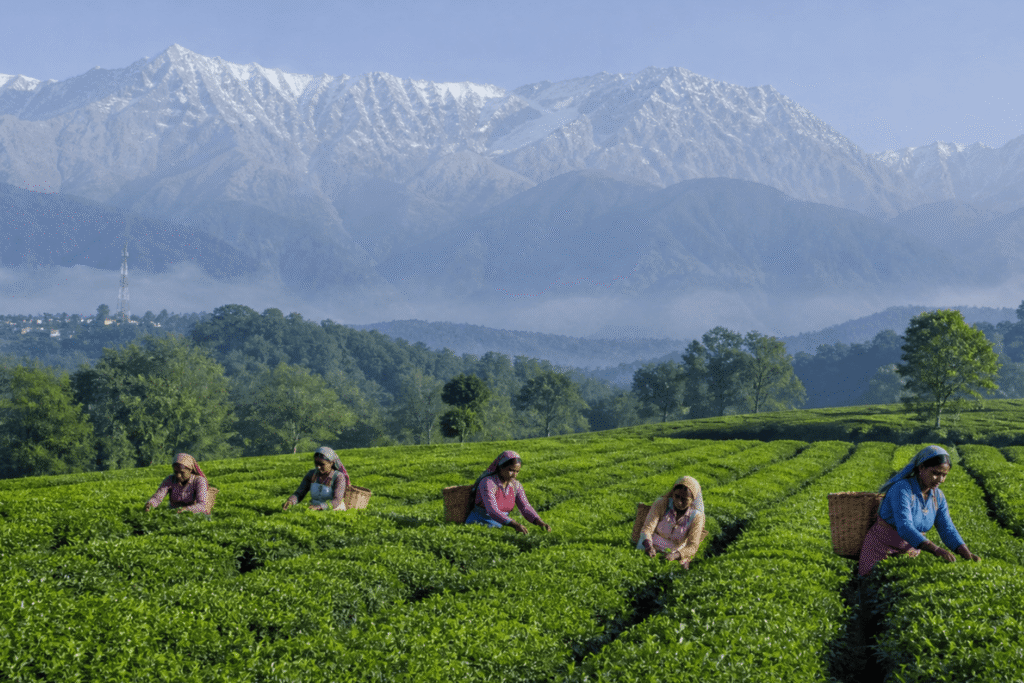 Palampur